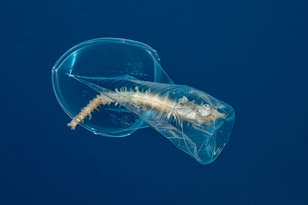תמונת השנה, סוסון ים קוצני לכוד בכוס פלסטיק, צילום: נועם קורטלר
