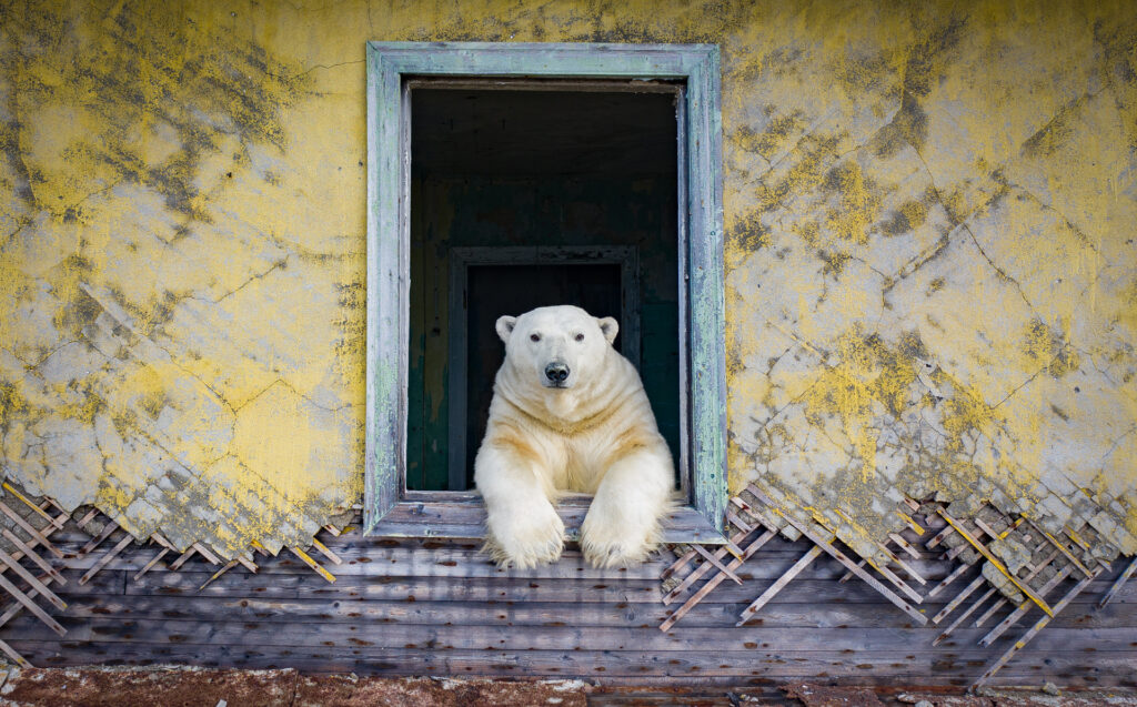 Polar frame, 2022, Russia. Photo: Dmitry Kokh