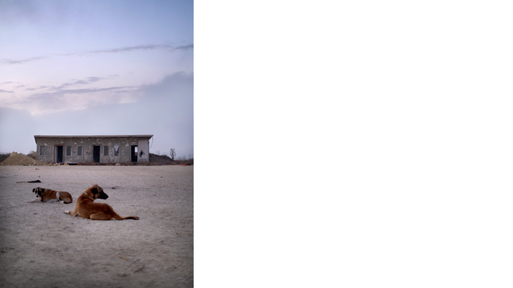 Dogs and building, Karmei Tsur, 06.10.23. Photo: Lavi Lipshitz