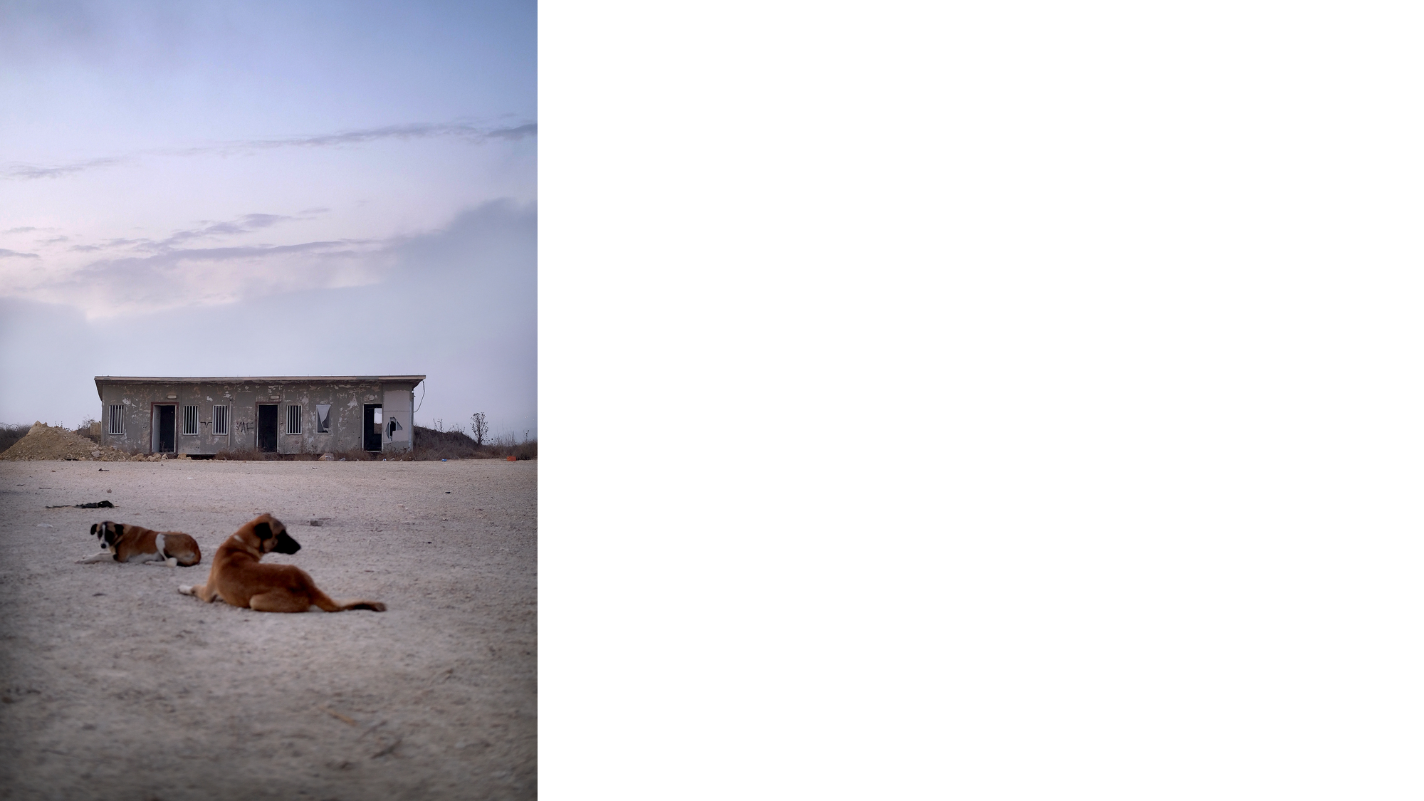 Dogs and building, Karmei Tsur, 06.10.23. Photo: Lavi Lipshitz