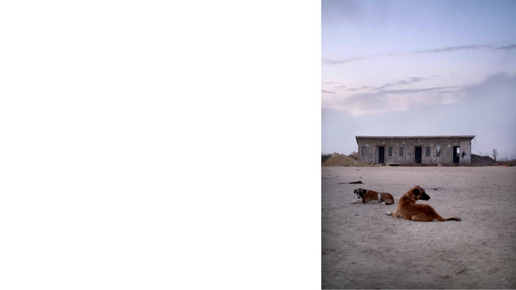 כלבים ומבנה, מוצב כרמי צור, 06.10.23. צילום: לביא ליפשיץ 
