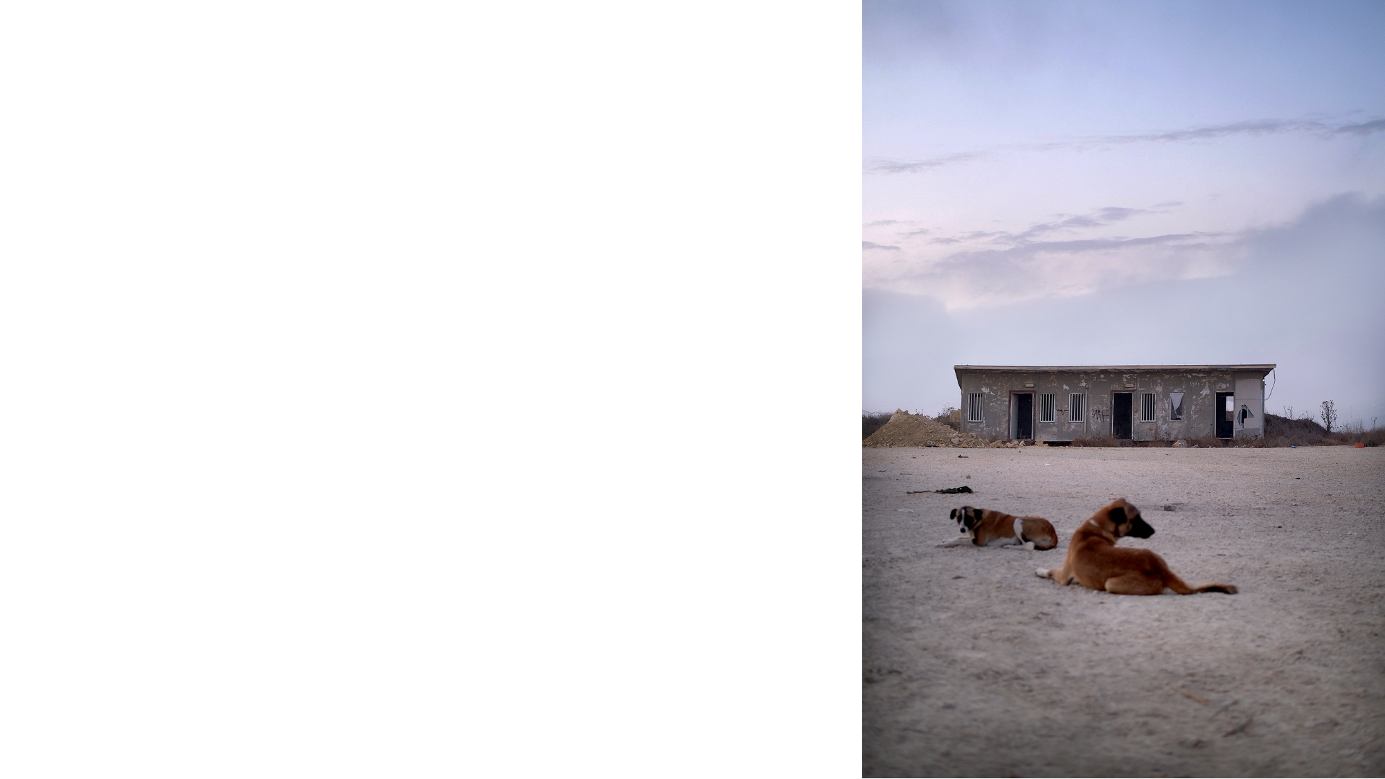 כלבים ומבנה, מוצב כרמי צור, 06.10.23. צילום: לביא ליפשיץ 