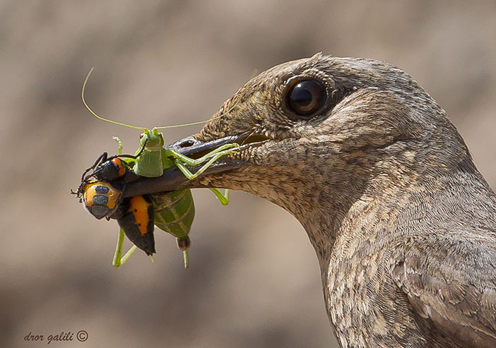 Photo: Dror Galili
