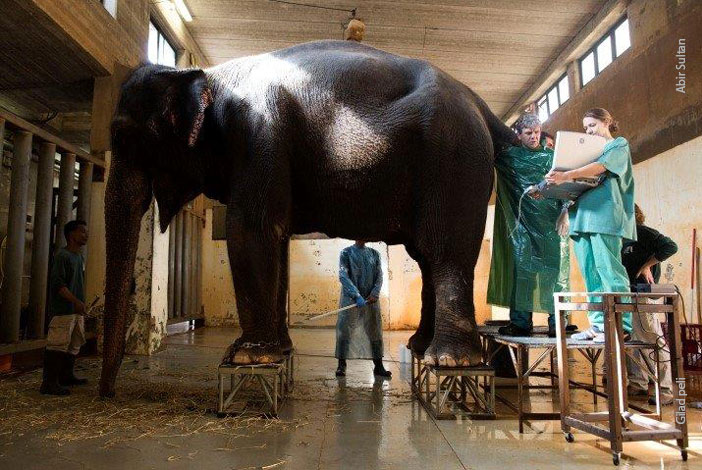 צילום: אביר סולטאן