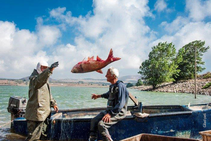 צילום: גלעד פלי