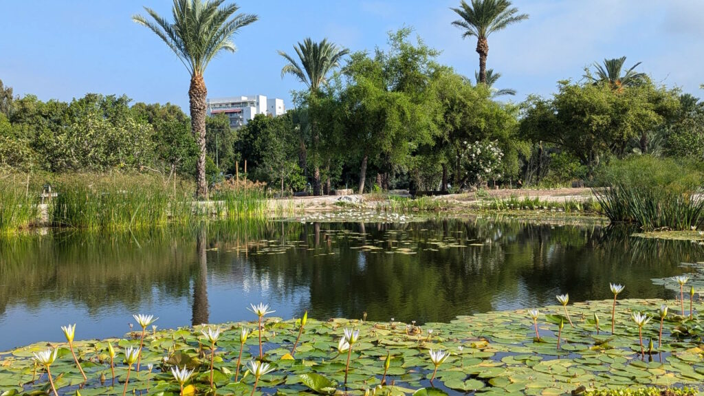 הבריכה בבוסתן מוז"א