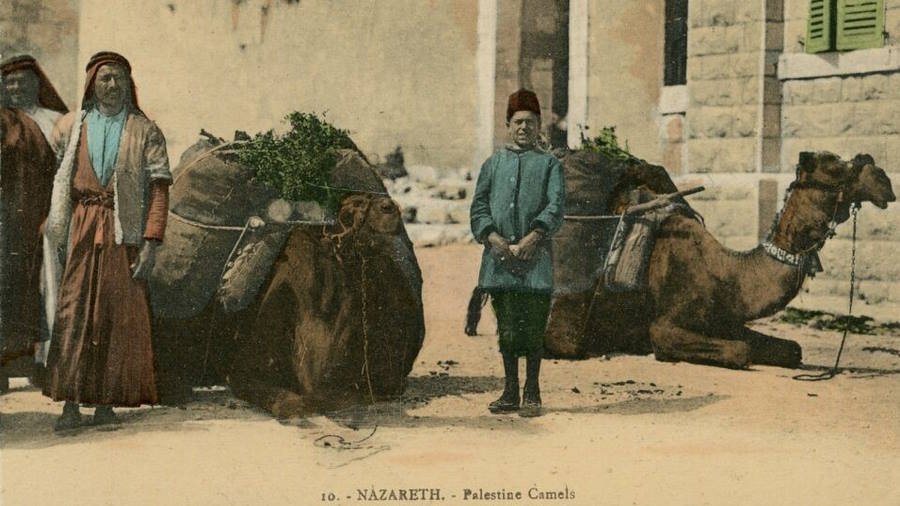 גמלים פלסטיניים, נצרת, גלויה צבועה. צילום: כרימה עבוד. באדיבות אוסף בוקי בועז 