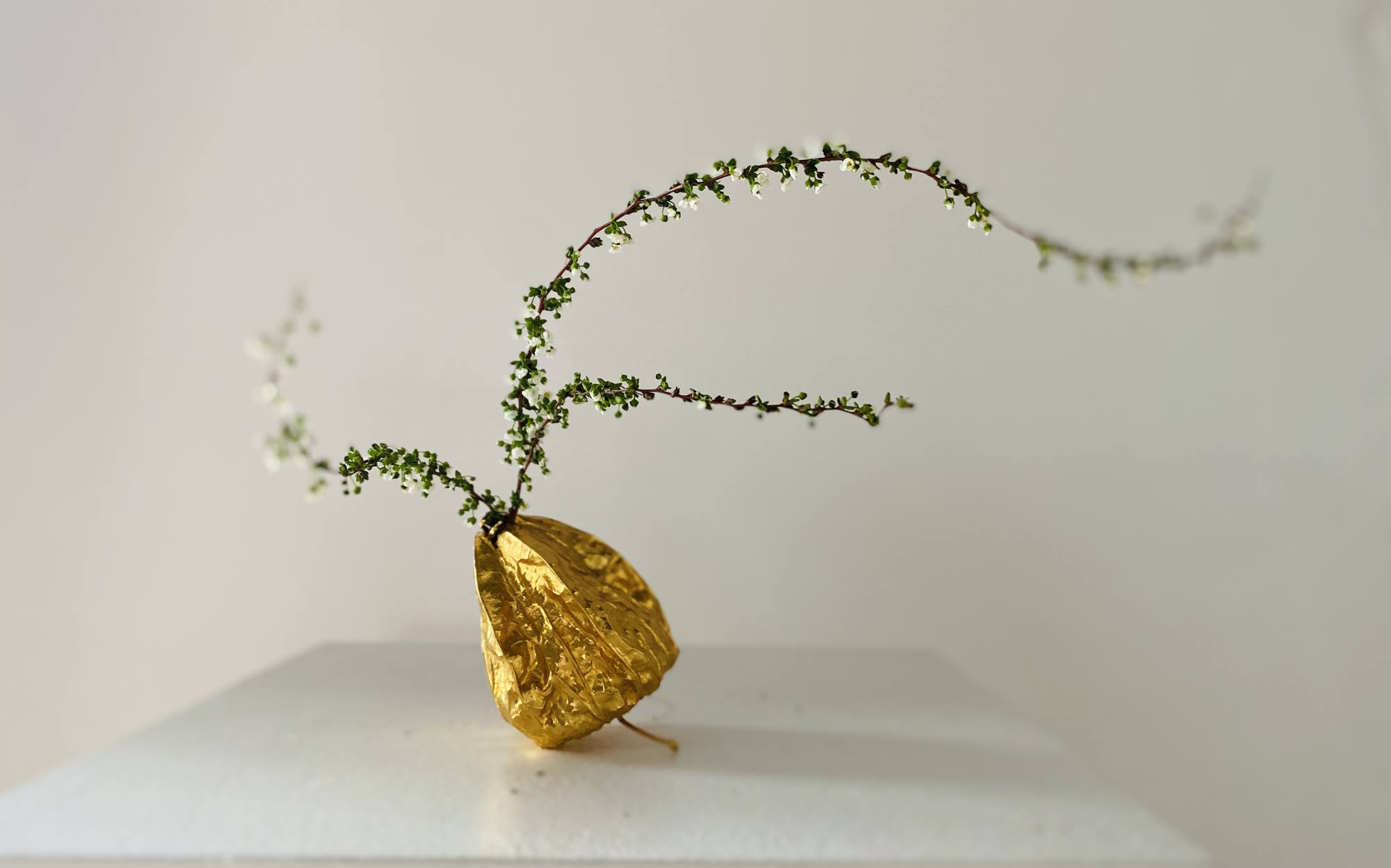 Mirit Weinstock, Nature Couture, 2023. Dry fruit coated gold 24 Karat, Spiraea. Photo: Mirit Weinstock