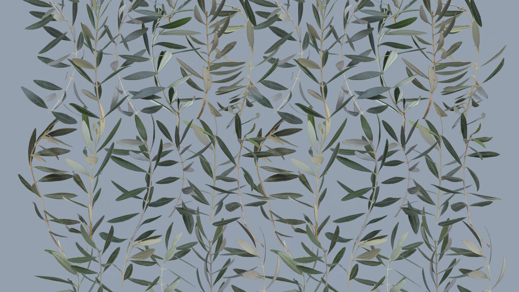 גלויות מאתמול