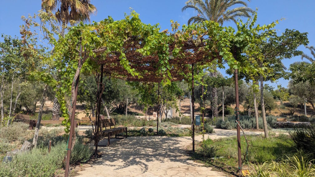 סוכת גפנים בבוסתן מוז"א. צילום: נוף הררי