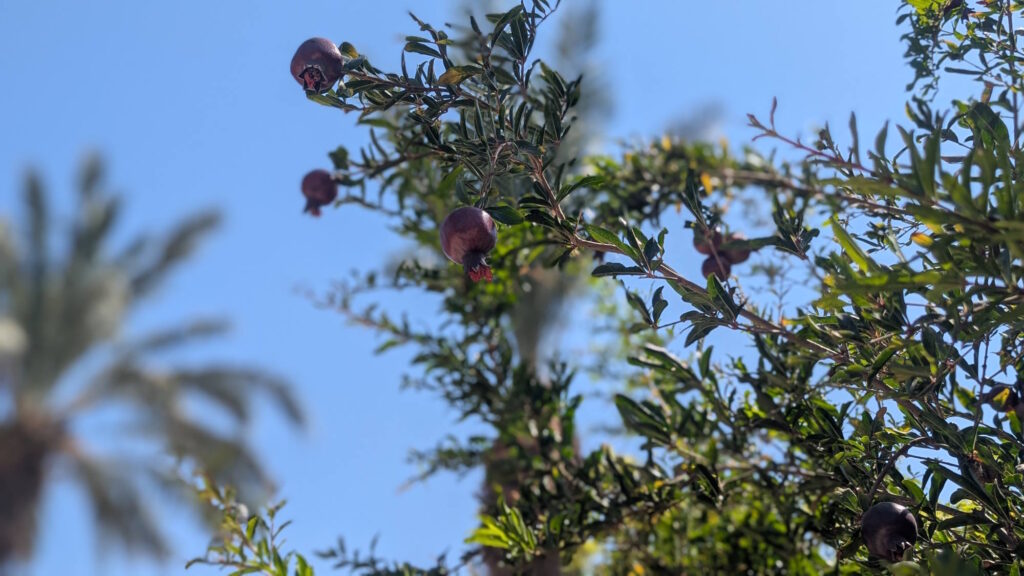 עץ רימונים בבוסתן מוז"א. צילום: נוף הררי